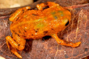 Sedam vrsta malih žaba pronađeno na sedam planina Sedam vrsta malih žaba pronađeno na sedam planina